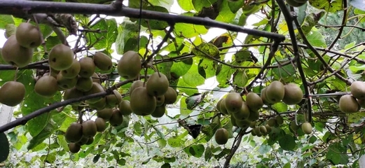 省土肥總站來我縣調(diào)研，共促生物有機(jī)肥與復(fù)合微生物肥料研發(fā)應(yīng)用